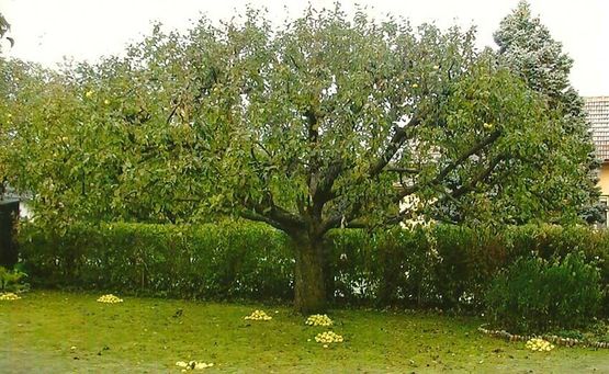 Obstbaum